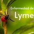 Cómo pueden ayudar las vitaminas EV a una persona con la enfermedad de Lyme